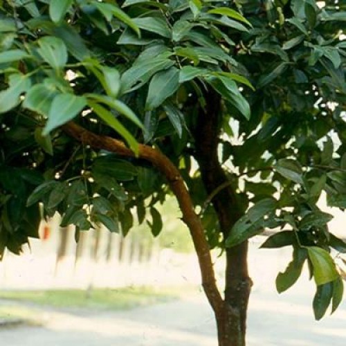 cinamono medis-500x500.jpg