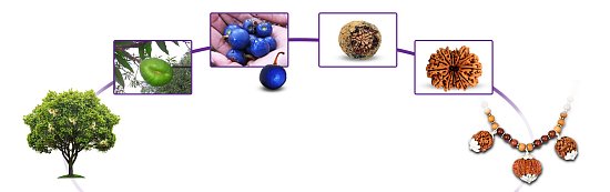 Все о рудракши