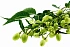 Ним (Neem)