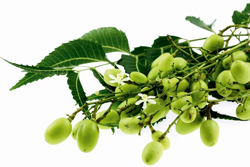 Ним (Neem)